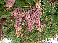 Кипрский виноград